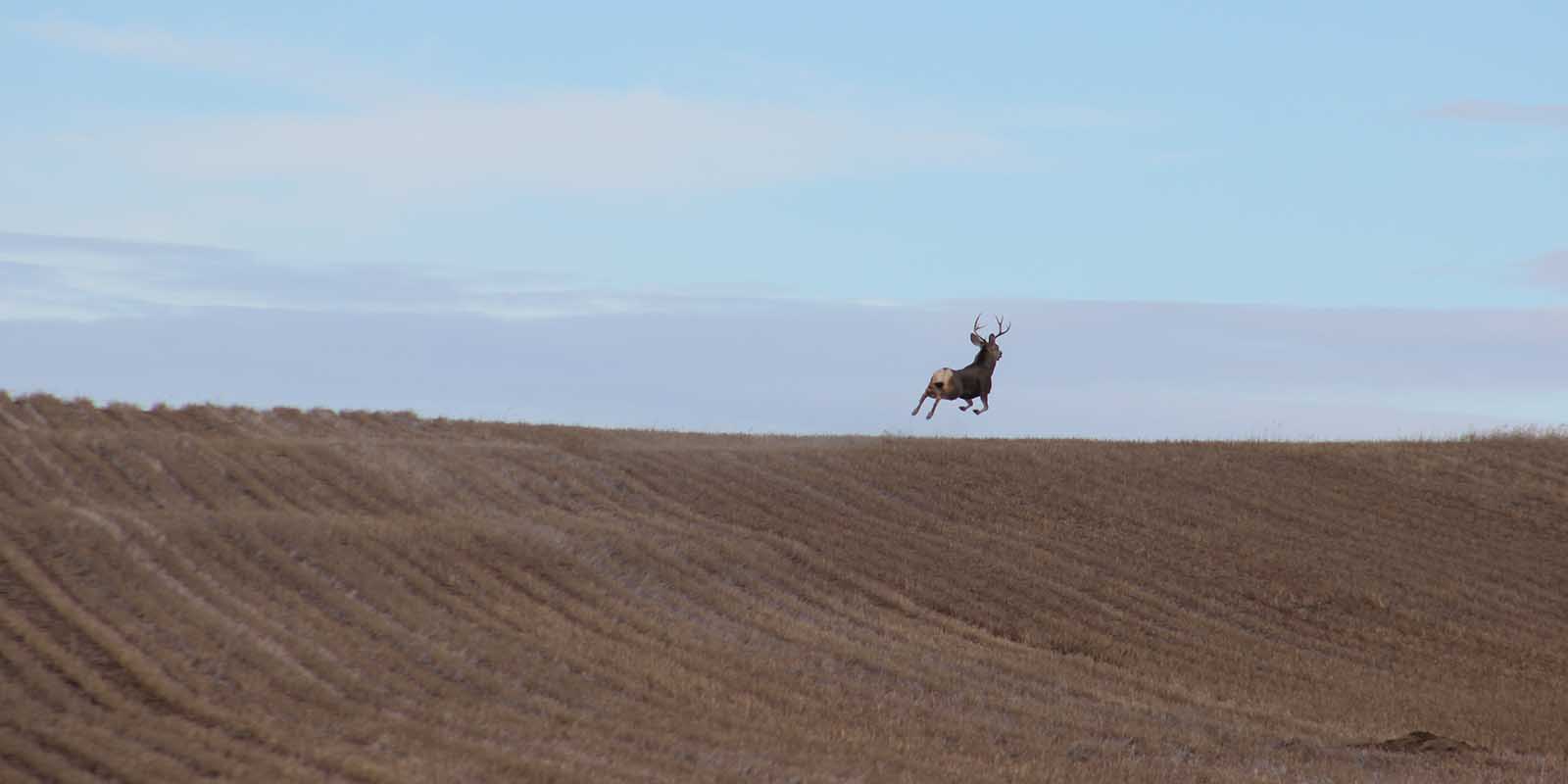 Mule Deer Buck Running